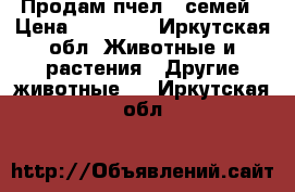 Продам пчел 5 семей › Цена ­ 12 000 - Иркутская обл. Животные и растения » Другие животные   . Иркутская обл.